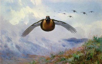 Fliegendes Moorhuhn von Archibald Thorburn