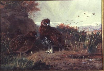 Moorhuhn in einer Winterlandschaft von Archibald Thorburn