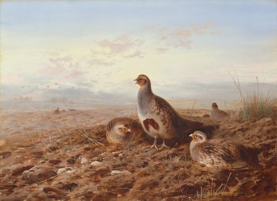 Rebhühner im Stoppelfeld von Archibald Thorburn