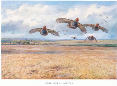 Rebhühner in Norfolk von Archibald Thorburn