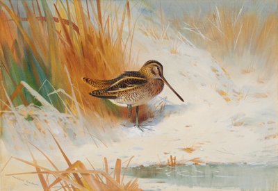 Schnepfe im Schilf von Archibald Thorburn