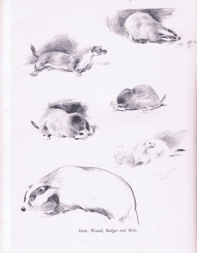Hermelin, Wiesel, Dachs und Maulwurf von Archibald Thorburn