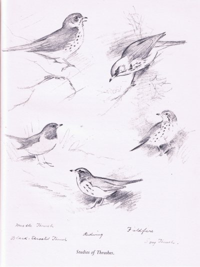 Studie von Drosseln von Archibald Thorburn
