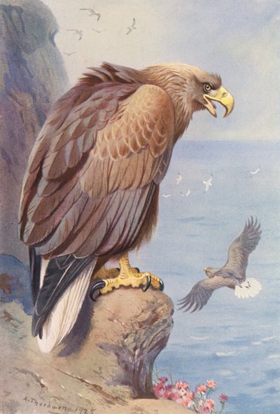 Weißschwanzadler von Archibald Thorburn