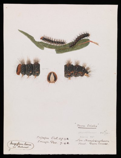 Raupe, Epicoma contristis, Teara tristis von Arthur Bartholomew