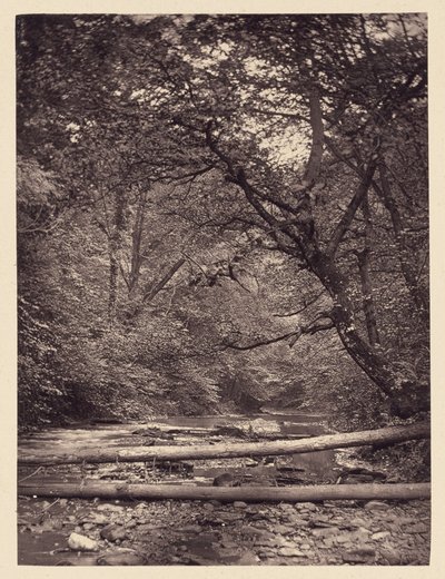 Gefallene Bäume im Wald von Arthur Brown