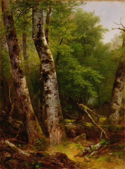 Birken und Ahornbäume, 1855 von Asher Brown Durand