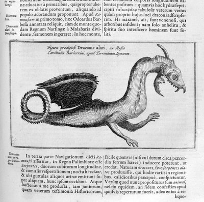 Drache, 1678 von Athanasius Kircher