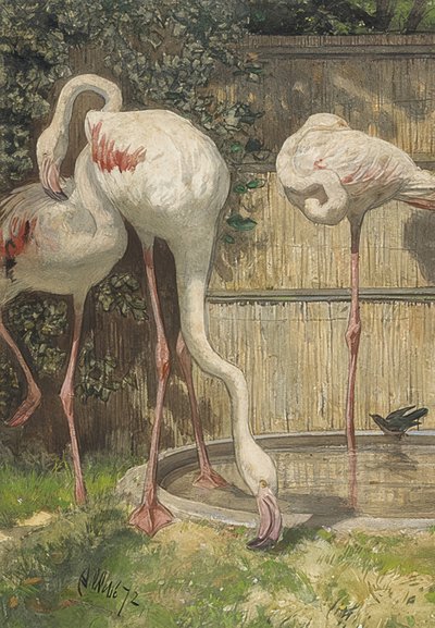Drei Flamingos an einem Wasserbecken von August Allebe