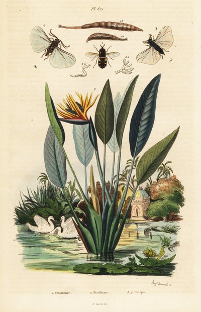 Soldatenfliege, Kranichblume, 1834-1839 (Gravur) von Auguste Dumenil