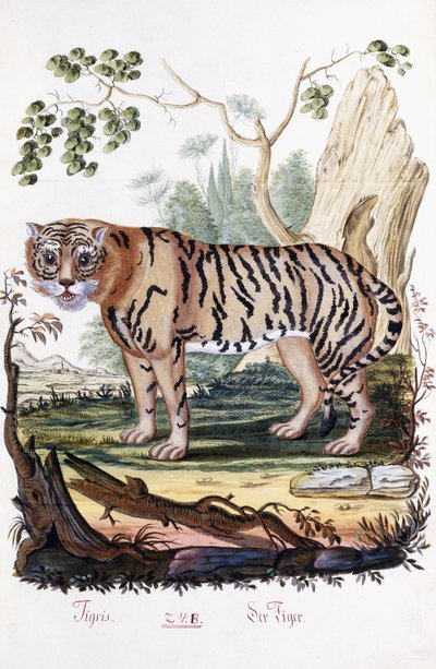 Tiger, 1794 von Austrian School