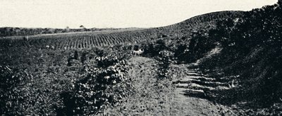 Cafezal, 1895 von Axel Frick