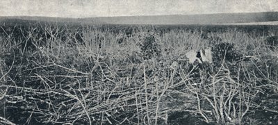Plantacao de Mandioca, 1895 von Axel Frick