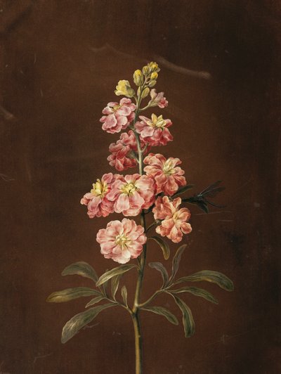 Eine rosa Stockrose mit einer Libelle von Barbara Regina Dietzsch