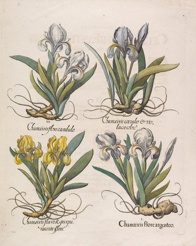 Chamaeiris flore, 1613 von Basilius Besler
