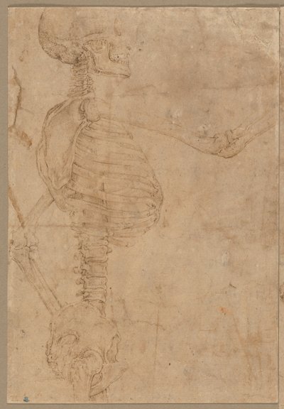 Halblanges Skelett im Profil, frühe 1540er Jahre von Battista Franco