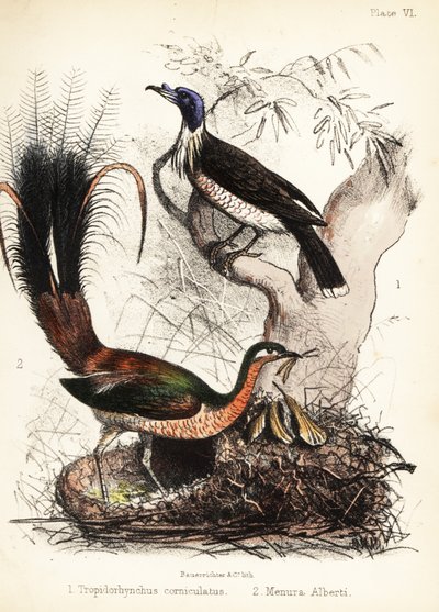 Mönchsvogel und Leierschwanz von Bauerrichter