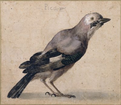 Ein Eichelhäher von Benedetto Luti