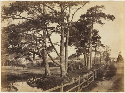 Schottische Kiefern, Hawkhurst, 1853 von Benjamin Brecknell Turner