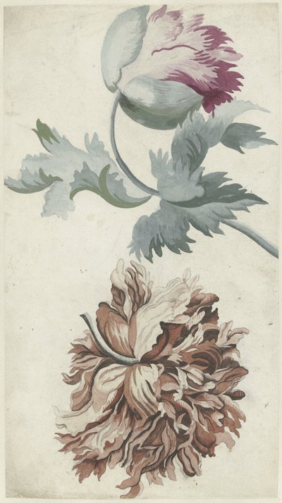 Mohnblumen von Bernard Picart