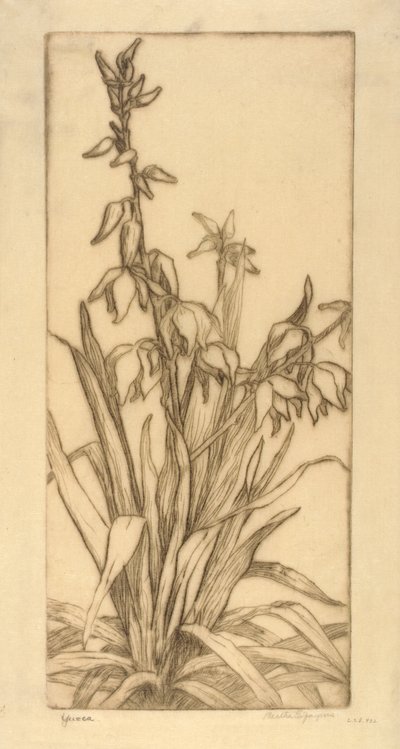 Yucca von Bertha E. Jaques