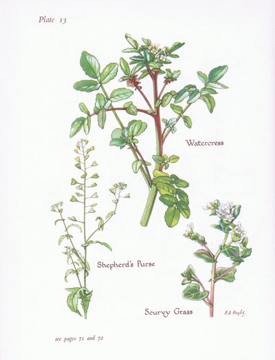 Brunnenkresse, Hirtentäschel, Löffelkraut von Bessie D. Inglis