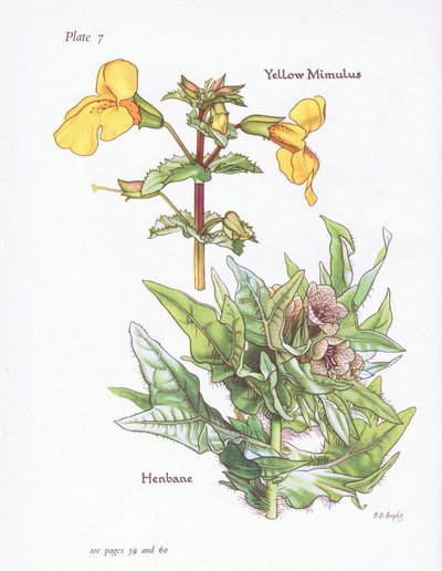 Gelber Gauklerblume, Bilsenkraut, 1951 von Bessie D. Inglis
