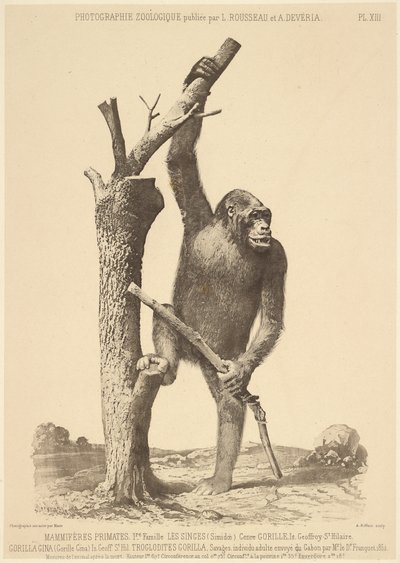 Gorilla von Bisson Frères