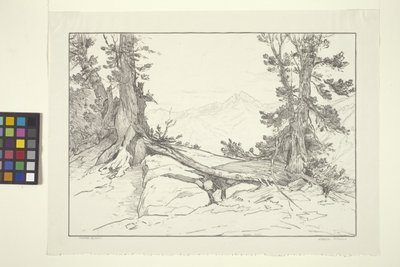 Sierra-Kiefern von Bolton Coit Brown