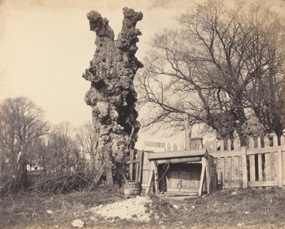 Alter Baum in der Nähe von Chatham von British 19th Century