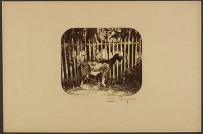 Ziege von Camille Silvy