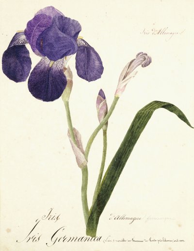 Deutsche Schwertlilie; Iris Germanica von Capitaine Pelletier