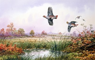 Rebhuhn im Flug von Carl Donner