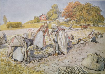 Kartoffeln ernten von Carl Larsson
