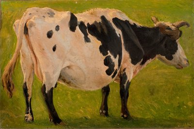 Schwarz-weiße Kuh stehend. Studie von Carlo Dalgas