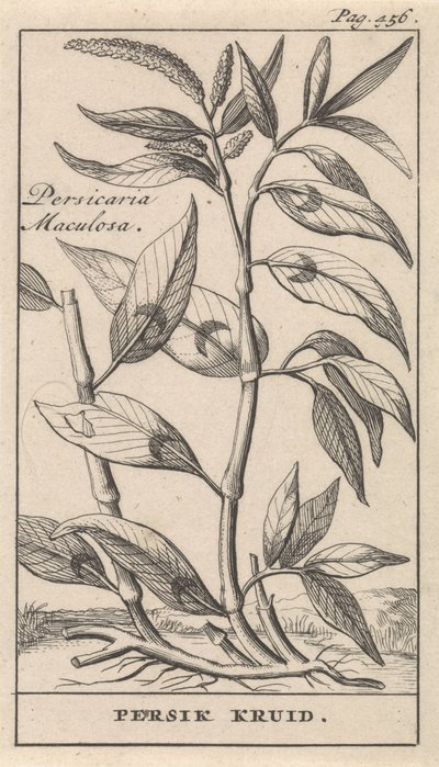Persicaria Maculosa von Caspar Luyken
