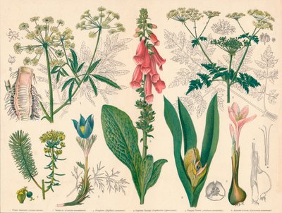 Britische Giftpflanzen von Cassell and Co