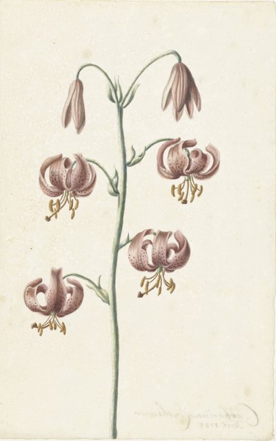 Zweig mit rotbraunen Lilien von Catharina Lintheimer
