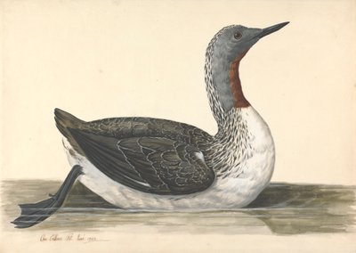 Ein rotschnäbeliger Taucher, Juni 1742 von Charles Collins