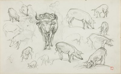 Skizzen von Schweinen und einem Ochsen von Charles Francois Daubigny