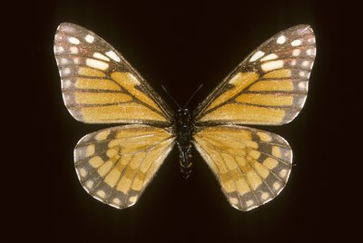 Baronia brevicornis von Augustus Kollner