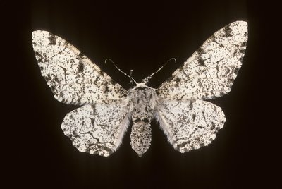 Betularia biston von Augustus Kollner