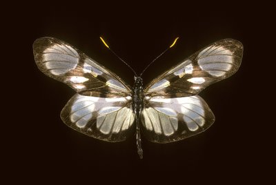 Dismorphia orise von Augustus Kollner