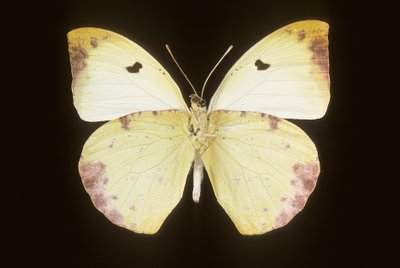 Gideona Lucasi von Augustus Kollner