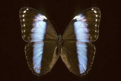 Morpho achilles/Männlich von Augustus Kollner