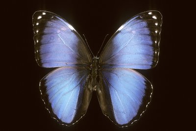 Morpho vitrea von Augustus Kollner