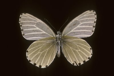 Mylothris humblot von Augustus Kollner