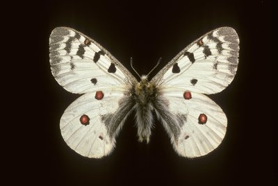 Parnassius phoebus/Kleiner Apollo von Augustus Kollner