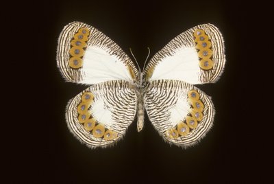 Physcaeneura leda von Augustus Kollner