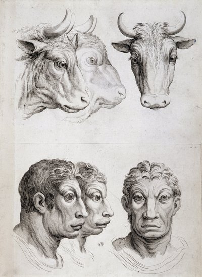 Vergleich von Männern und Rindern von Charles Le Brun